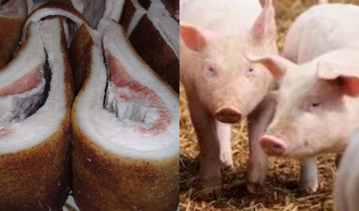 Сало – это животный жир, отложенный про запас свинками.