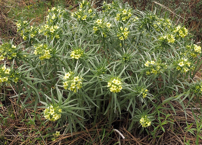 Разновидность огуречника аптечного Lithospermum ruderale / Источник: calflora.org
