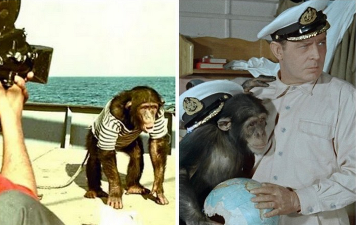 Актер шимпанзе Пират мастерски сыграл свою роль.