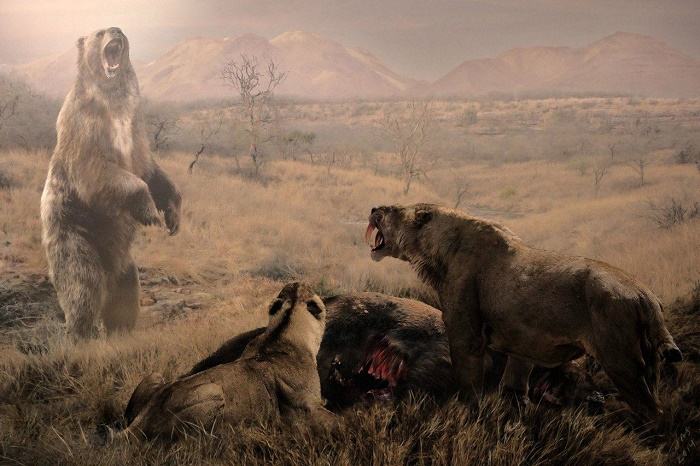 Из-за древних предков человека крупные хищники плиоцена вынуждены были голодать / Фото: pinterest.com