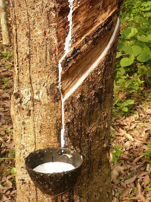 Сбор сока каучукового дерева / Источник: poliolefins.ru