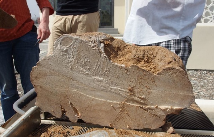 Ископаемый коралл возрастом 4100 лет из Оманского залива. / Источник: facebook.com