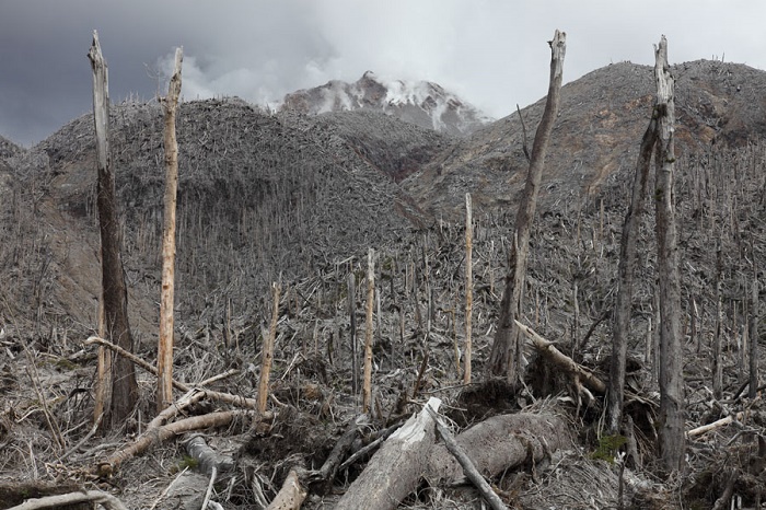 Остатки леса на склоне вулкана после схождения пирокластического потока. / Фото: bbc.com