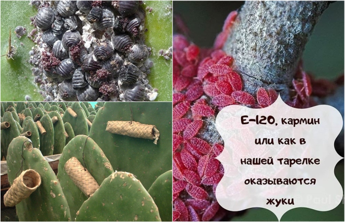 Кошениль, из которого производят кармин, легко выращивается на кактусовых фермах в Центральной Америке и некоторых странах Европы.
