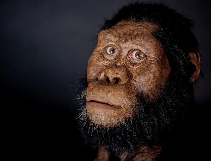 Реконструкция лица одного из первых предков человека, жившего на территории нынешней Эфиопии примерно 3,7 млн лет назад / Фото: newsbeezer.com
