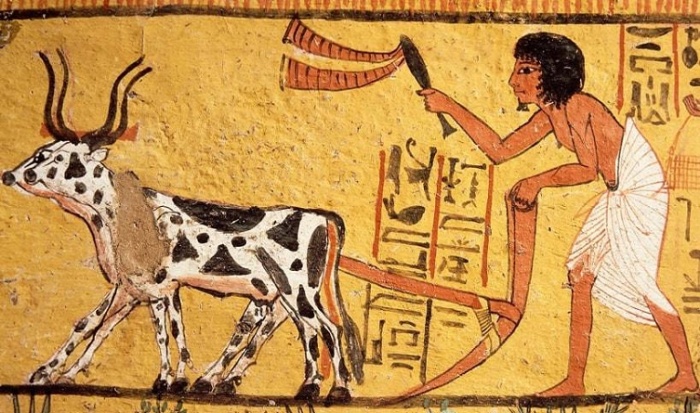 Пахота с помощью коров, запряженных в плуг в Древнем Египте. Фреска из гробницы в Долине Царей. Фото: worldhistory.org