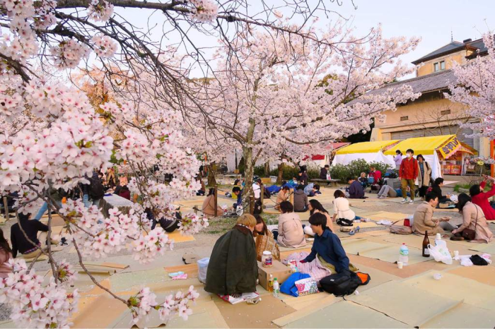 Праздник ханами в Японии. / Фото: aminoapps.com