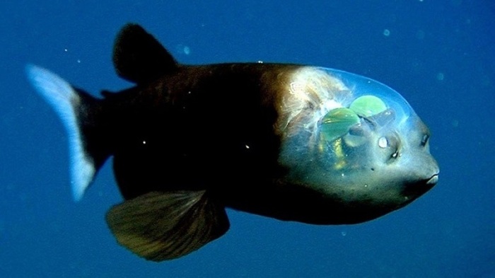 Рыба бочкоглаз с прозрачной головой. / Фото: pustunchik.ua