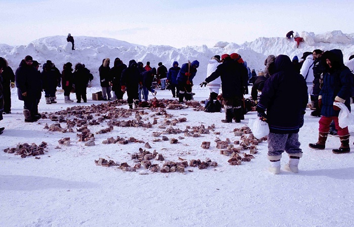 Инуиты делят копальхен между семьями. Канада, 1999 год / Фото: ncl.ac.uk