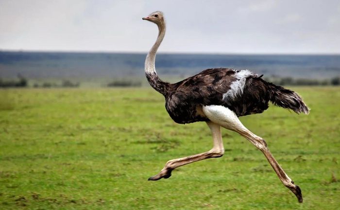 Средняя скорость бега страуса 50 км/ч, совсем чуть-чуть ниже лошадиной. Зато они могут дольше поддерживать максимальную скорость / Фото: fotovmire.ru