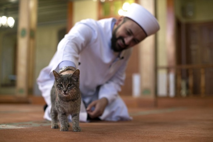 Кошки в исламе не считаются нечистыми животными / Фото: twitter.com