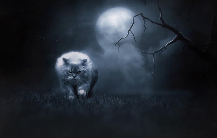 Кошки – ночные животные / Фото: goodfon.ru
