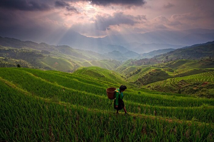Для китайцев рис – культовый злак / Фото: loveopium.ru