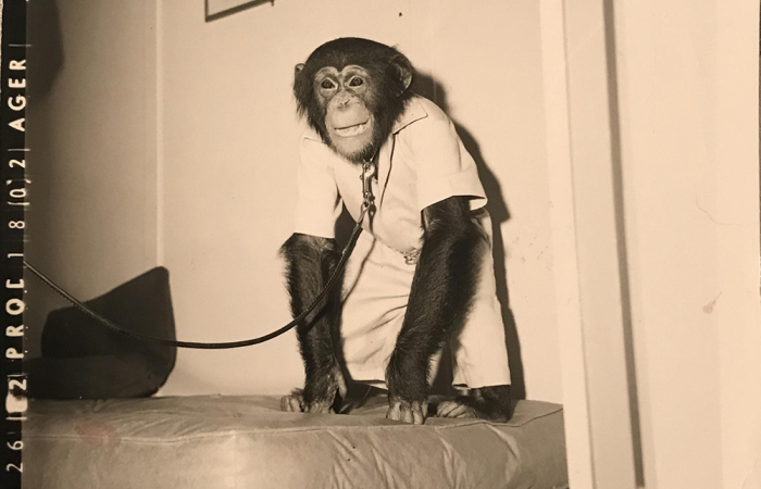 Шимпанзе Элвиса. / Фото: www.reddit.com