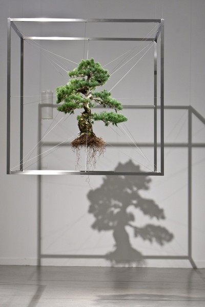 Скульптуры от Макото Азумы (Makoto Azuma) из деревьев бонсай