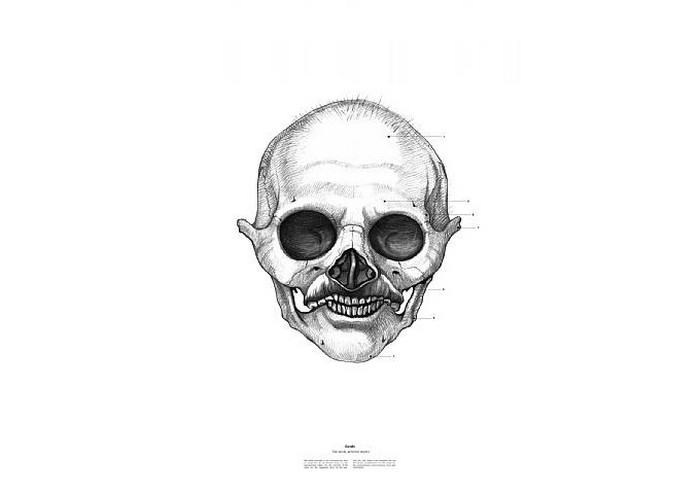 Махатма Ганди, The Anatomy of Skulls, Istvan Laszlo