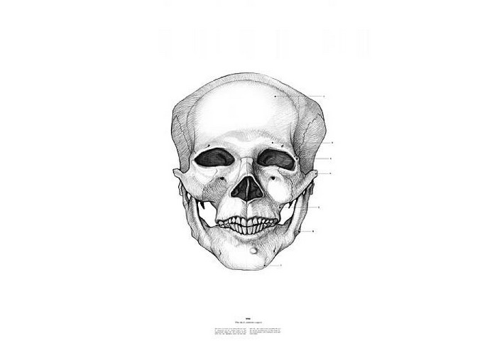 Мао Цзе Дун, The Anatomy of Skulls, Istvan Laszlo