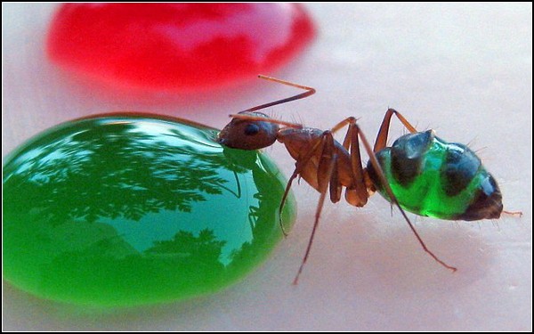 Дегустируя радугу: как раскрасить муравьев. Муравьиный проект от Мохамеда Бабу (Mohamed Babu)