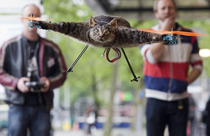Летающий кот Orvillecopter – новое слово в таксидермии