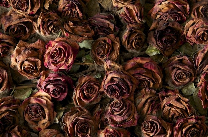 История любви в цветочной инсталляции Red on Green от Ани Галлаччио (Anya Gallaccio)