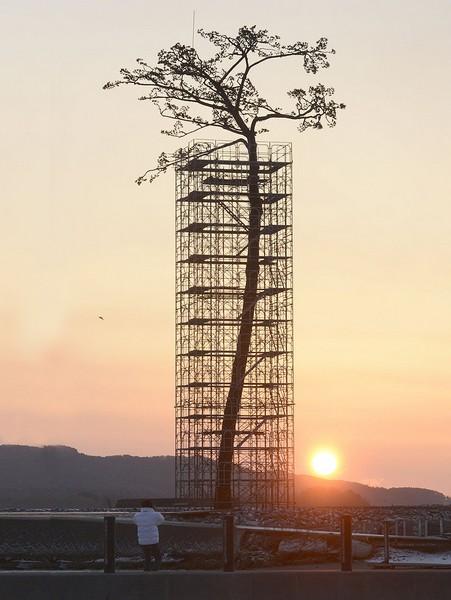 Чудесная сосна – памятник Катастрофе 2011 года в Японии