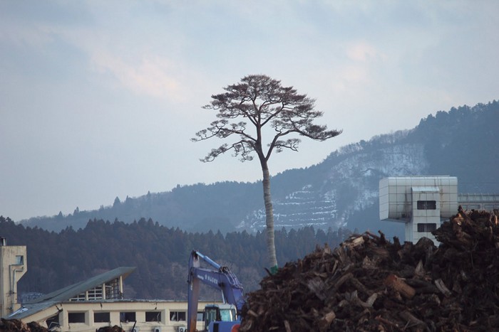 Чудесная сосна – памятник Катастрофе 2011 года в Японии