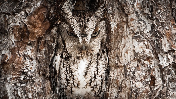 Фотография Portrait of an eastern screech owl от Грехама МакДжорджа (Graham McGeorge). Конкурс 2013 Traveler Photo Contest от National Geographic
