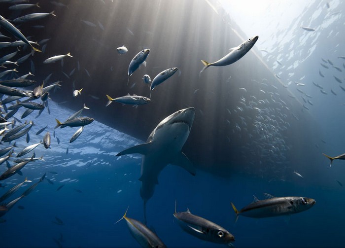 Фотография Great white shark of Guadalpe Island от Марка Хенауэра (Marc Henauer). Конкурс 2013 Traveler Photo Contest от National Geographic