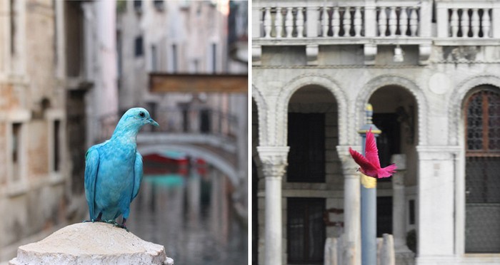 Цветные голуби в акции Some pigeons are more equal than others от Джулиана Шарьера (Julian Charriere) и Юлиуса фон Бисмарка (Julius von Bismarck)