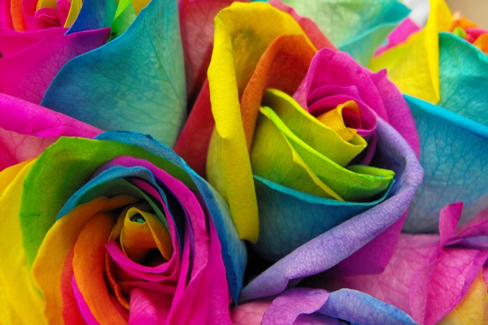Разноцветная роза Rainbow Rose: чудо, созданное пищевыми красителями