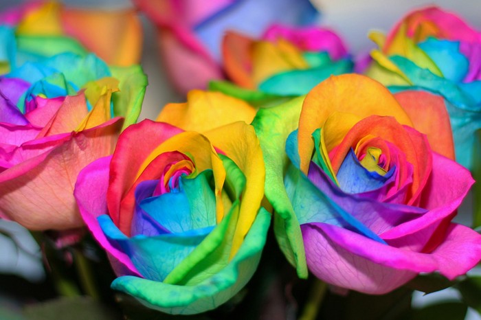 Разноцветная роза Rainbow Rose: чудо, созданное пищевыми красителями