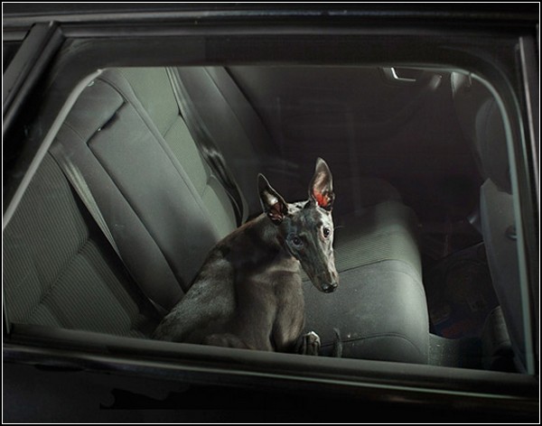 Молчаливые собаки в автомобилях