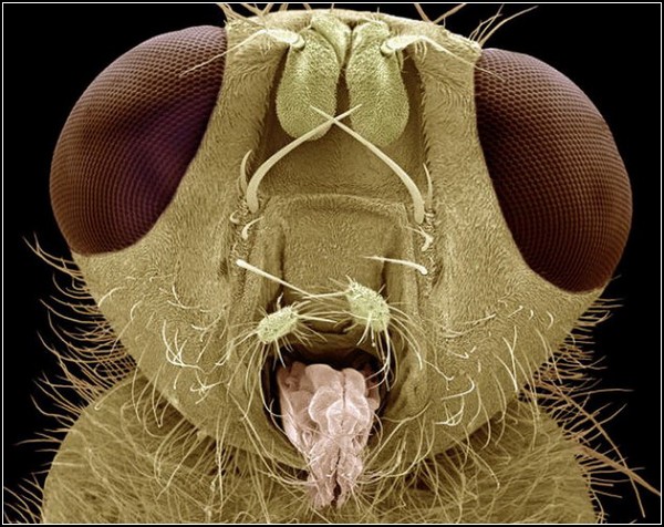 Гигантские насекомые от Стива Гшмейсснера (Steve Gschmeissner)