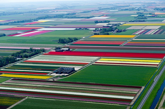 Бесконечные поля тюльпанов. Воздушные снимки от Bruxelles5