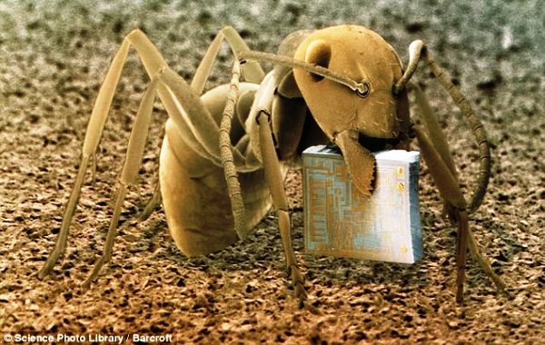 Лесной муравей с микрочипом, увеличен в 22 раза