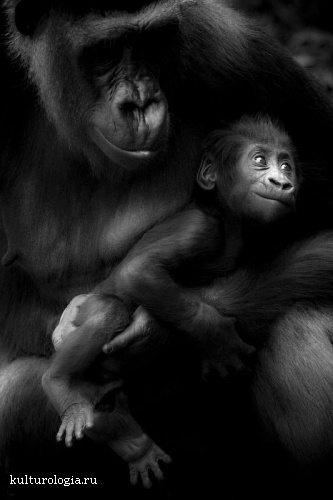 Жизнь в мире животных вместе с фотографом Laurent Baheux.