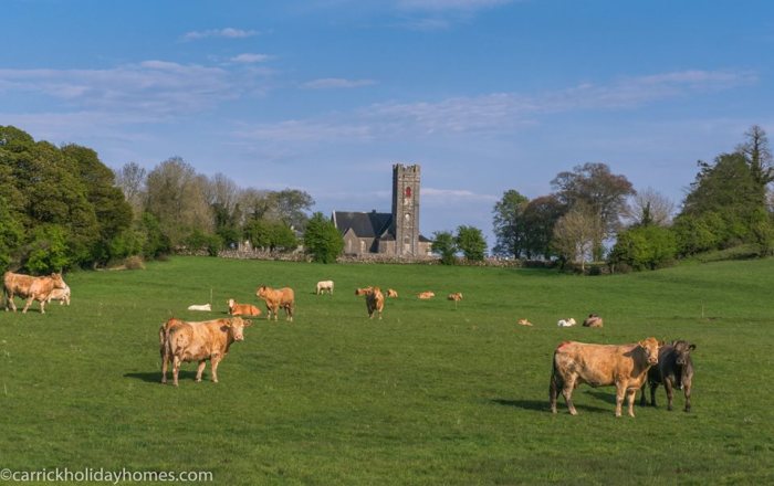 Коровы пасутся у церкви, построенной в 1750 году. \ Фото: @gerryfaughnan
