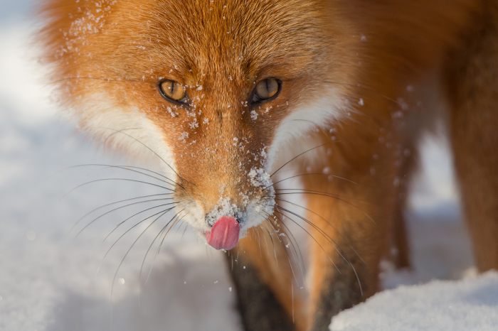 Камчатка.<br>Шикарный лис с шикарными усами / Фото: Денис Будьков