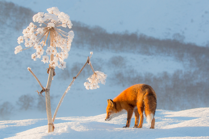 Камчатка. Лисица около высохшего стебля Борщевика./Фото: Денис Будьков