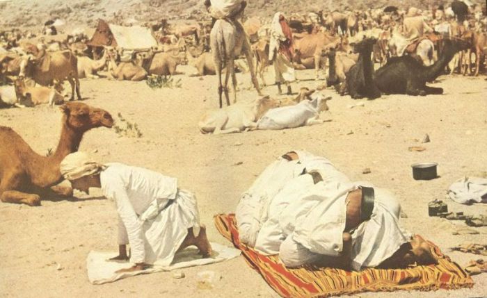 Паломники молятся возле своих верблюдов.