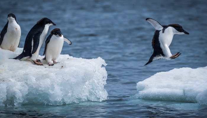 Ох, уж эти пингвины!
