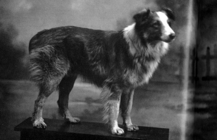 Чудо-пес Бобби (1921-1927)./фото: pinterest.com