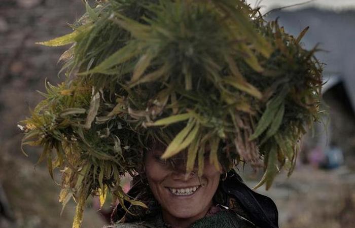 Праздник в индии марихуана фото как выращивают марихуану