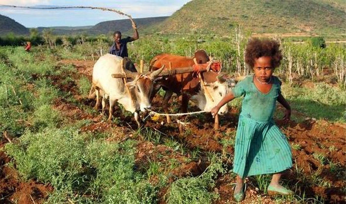 Тяжелая работа эфиопских фермеров. ¦ Фото: express.co.uk
