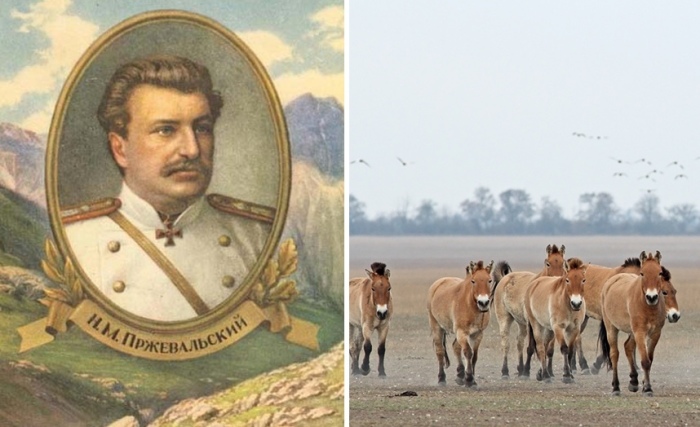 Николай Пржевальский и открытый им подвид дикой лошади 