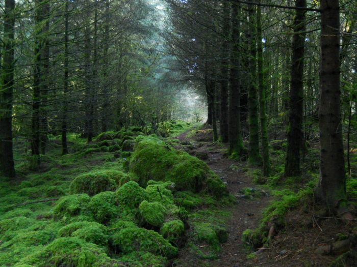 Лес на западе Ирландии.