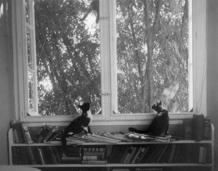 Коты Эрнеста Хемингуэя Недружелюбный брат и Вилли, смотрят на обезьяну за окном в усадьбе Финка Вихия.