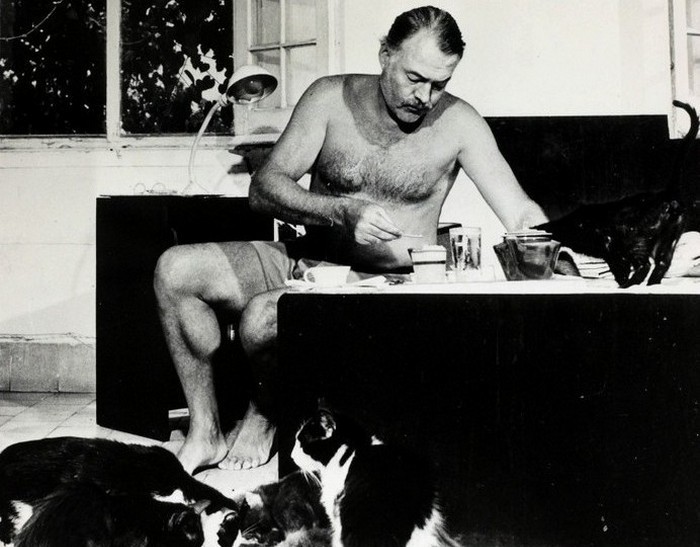 Эрнест Хемингуэй и несколько кошек у его ног завтракают.