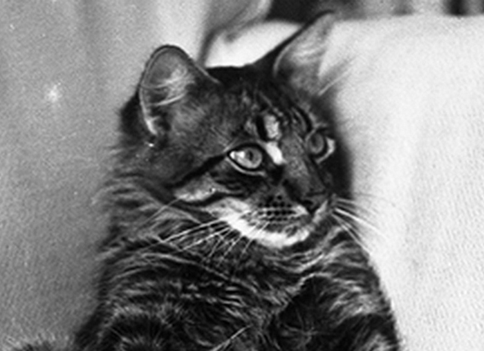 Умница Уилл - ангорский тигровый кот.