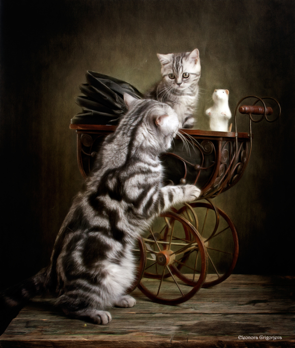 Колыбельная для маленькой кошки. / Фото: Элеонора Григорьева.